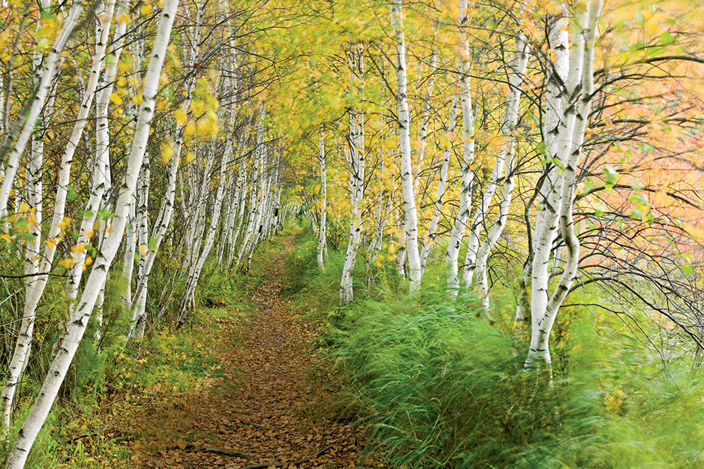 Soaking up your senses ... with a forest