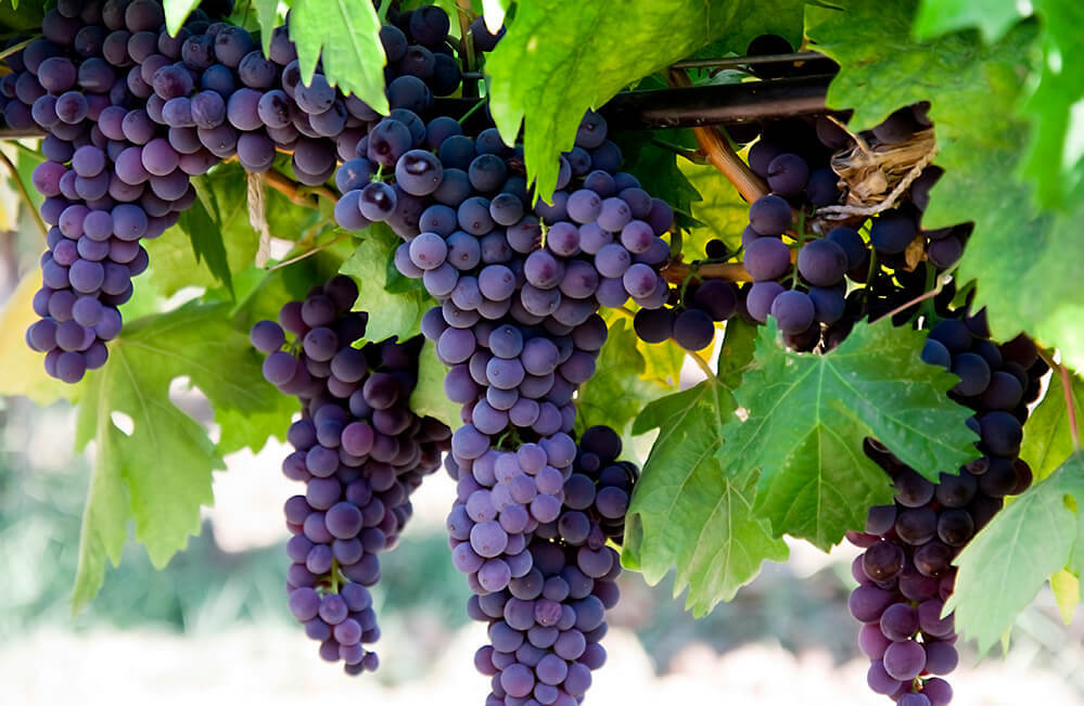 Purple grapes on a vine
