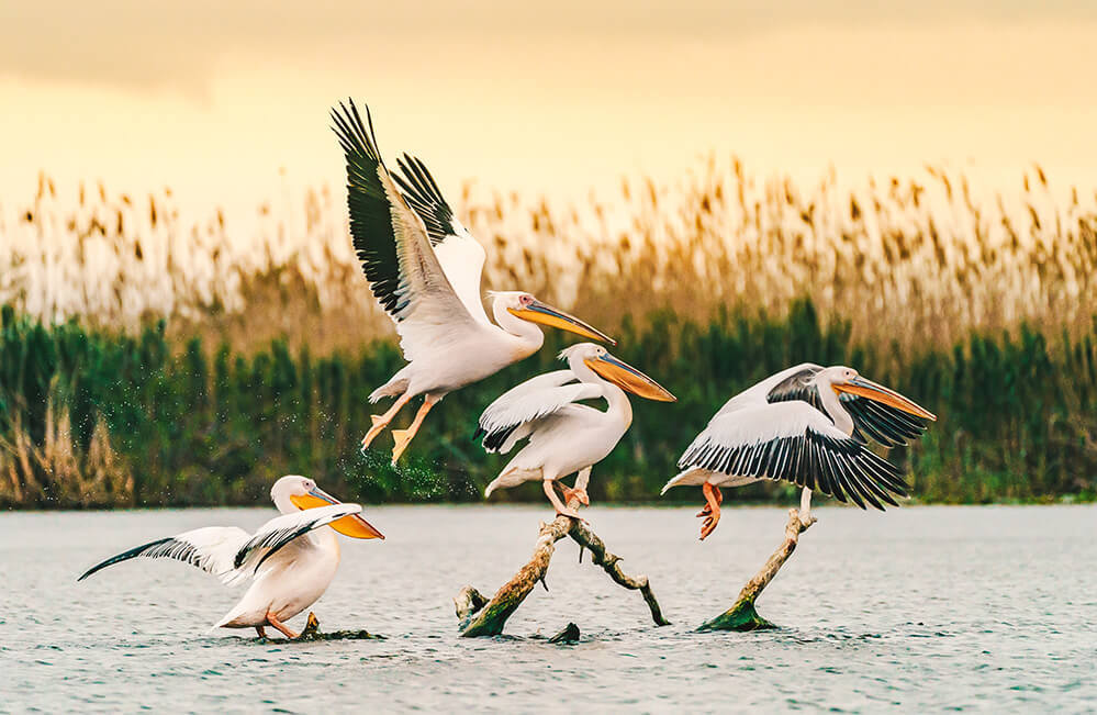 Pelicans on the River Danube