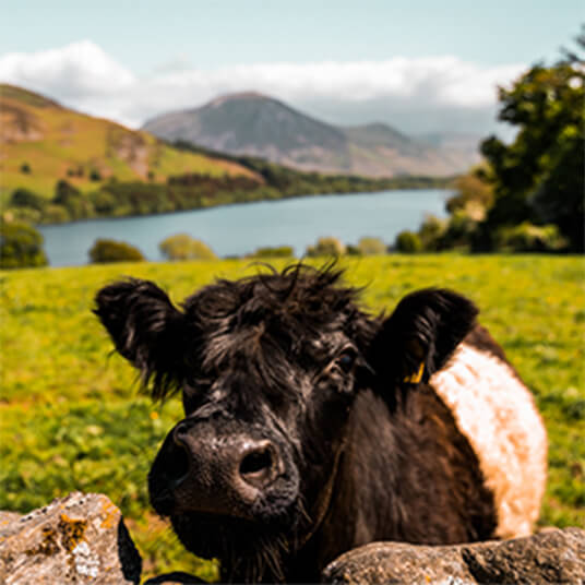 A Panel Discussion About the Future of Meat Production 